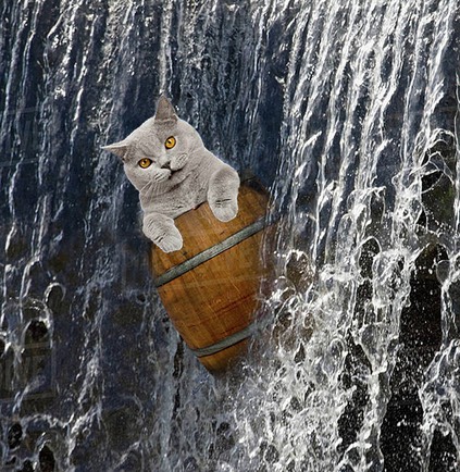 cat in waterfall  barrel web