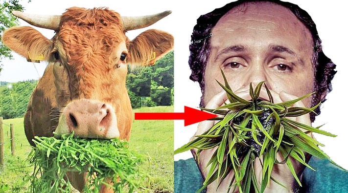 Cow man grass mouth