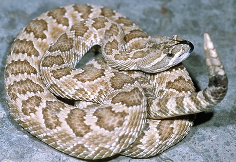 image001