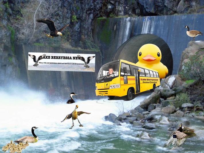 Senior gambling bus birds final